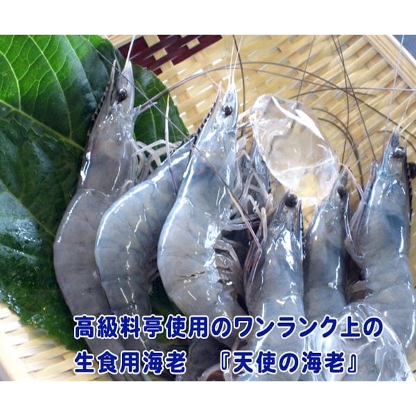 天使の海老　生食可　1kg　30尾〜40尾