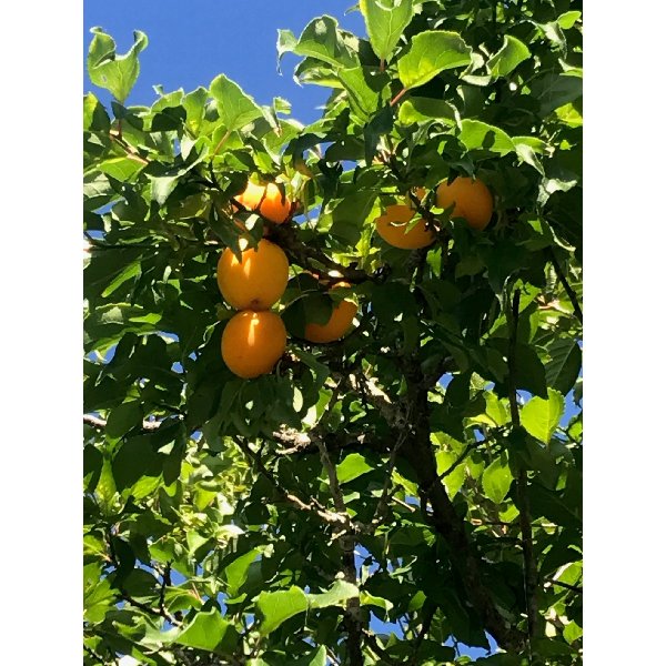 梅のコンフィチュール