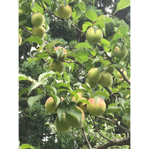 梅のコンフィチュール